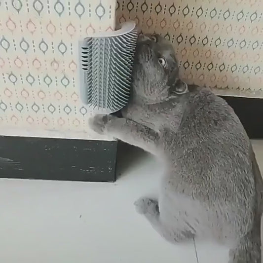 Kitty Comfort Grooming Station